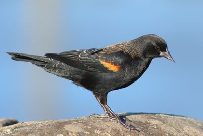 Red-winged Blackbird ♂