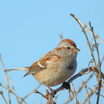 American Tree Sparrow