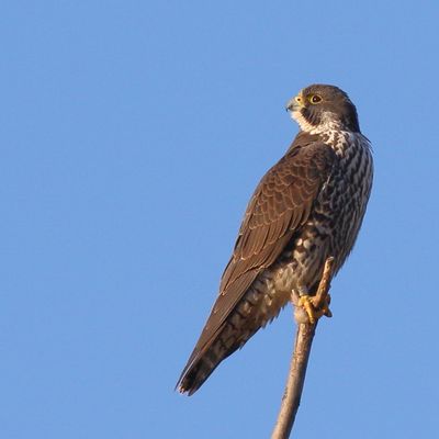 Peregrine Falcon