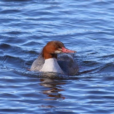 Common Merganser ♀