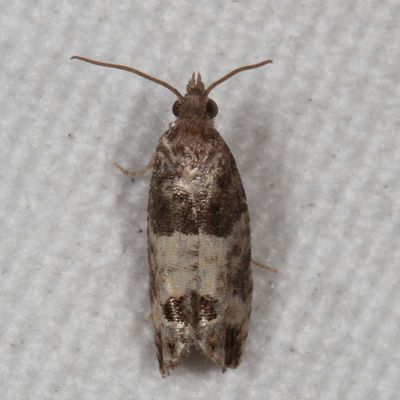 Hodges#2906 * Eye-spotted Bud Moth * Spilonota ocellana