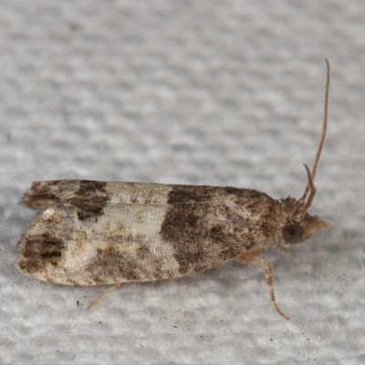 Hodges#2906 * Eye-spotted Bud Moth * Spilonota ocellana