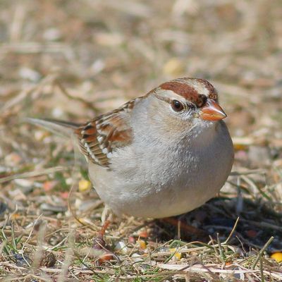 White-crowned Sparrow / 1st winter