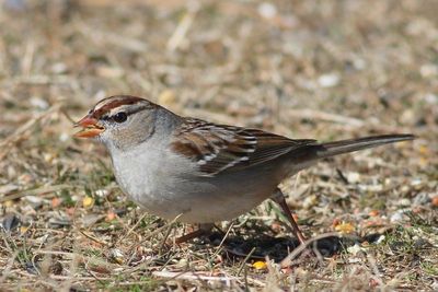 White-crowned Sparrow / 1st winter