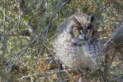 Long-eared Owl
