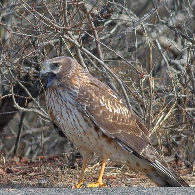 Northern Harrier