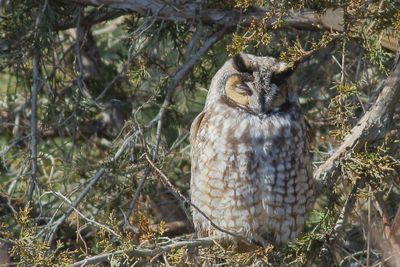 Long-eared Owl