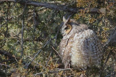 Long-eared Owl
