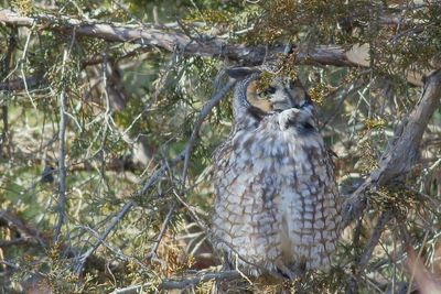 Long-eared Owl