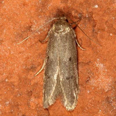 Hodges#1175 * Holcocera chalcofrontella
