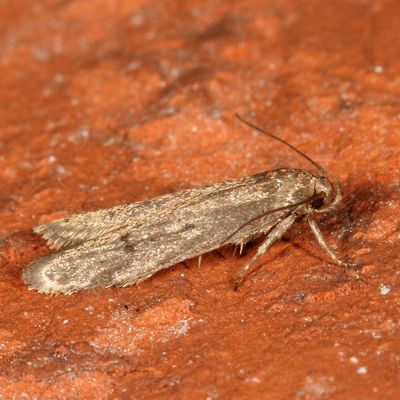 Hodges#1175 * Holcocera chalcofrontella