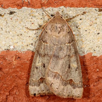 Hodges#8591 * Common Oak Moth * Phoberia atomaris