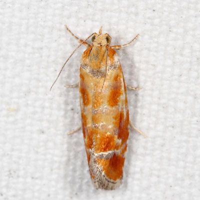Hodges#2867 * European Pine Shoot Moth * Rhyacionia buoliana