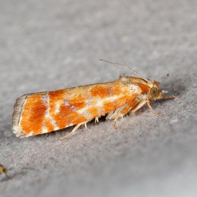 Hodges#2867 * European Pine Shoot Moth * Rhyacionia buoliana