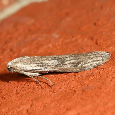 Hodges#5630 * Terrenella Bee Moth * Aphomia terrenella