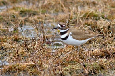 Killdeer