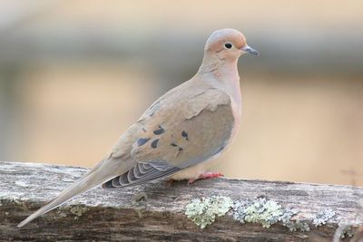 Mourning Dove