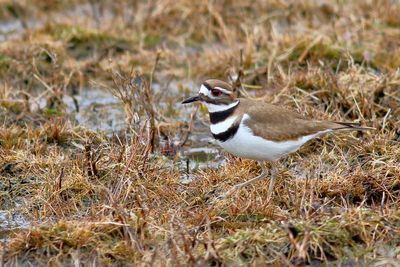 Killdeer