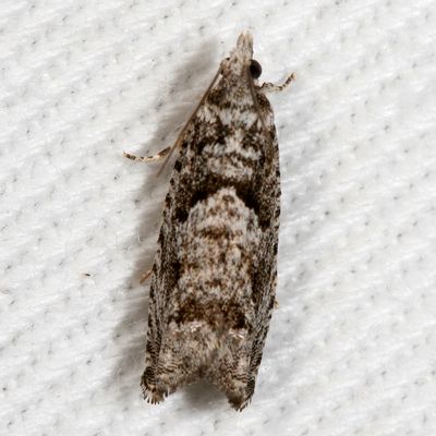 Hodges#3334 * Maple Trumpet Skeletonizer * Catastega aceriella