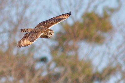 Short-eared Owl