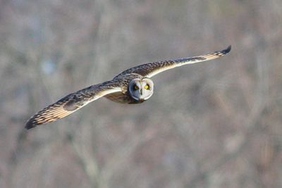 Short-eared Owl