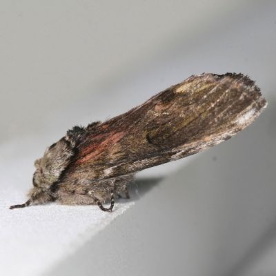 Hodges#8012 * Red-washed Prominent * Oligocentria semirufescens