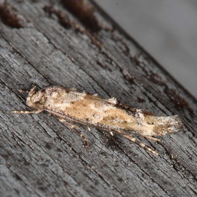 Hodges#1455 * Mompha stellella