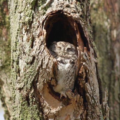 Eastern Screech-Owl