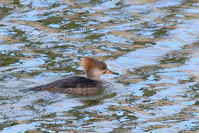 Hooded Merganser ♀