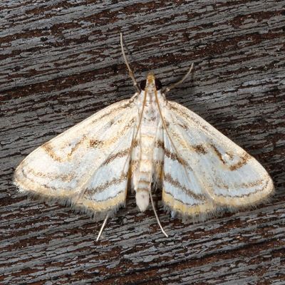 Hodges#4761 * Chestnut-marked Pondweed Moth * Parapoynx badiusalis