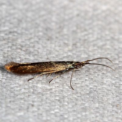 Hodges#1388 * Large Clover Casebearer * Coleophora trifolii 