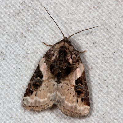 Hodges#9053 * Pink-barred Pseudeustrotia * Pseudeustrotia carneola