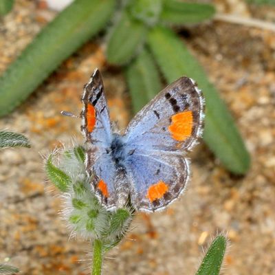 Sonoran Blue