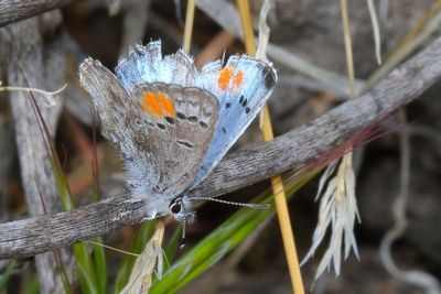 Sonoran Blue ♂