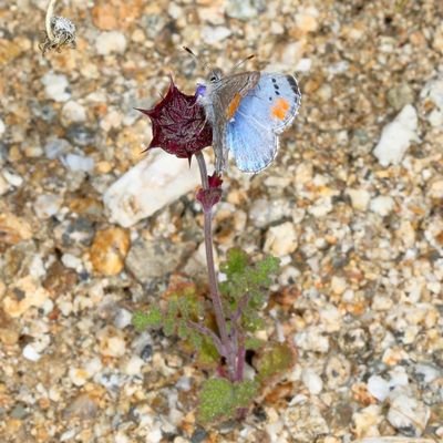 Sonoran Blue ♂