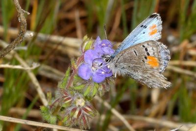 Sonoran Blue