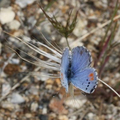 Sonoran Blue ♂