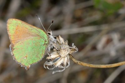 Bramble Hairstreak