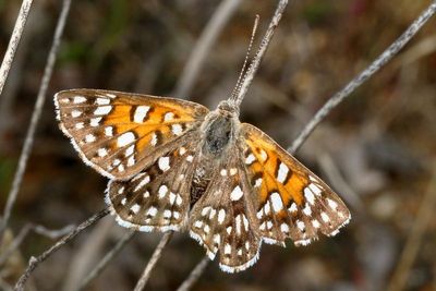 Mexican Metalmark