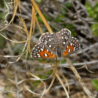 Mexican Metalmark