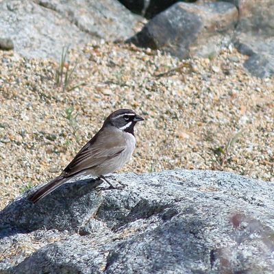 Black-throated Sparrow