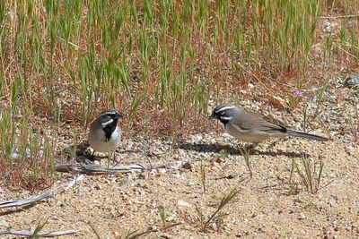 Black-throated Sparrow