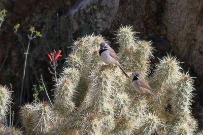Black-throated Sparrow