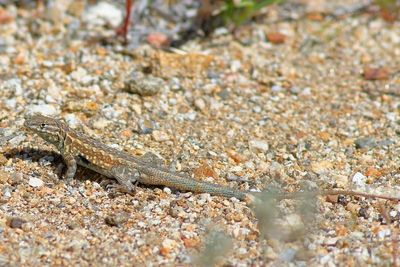 Western Side-blotched Lizard