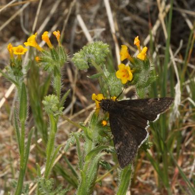 Funereal Duskywing