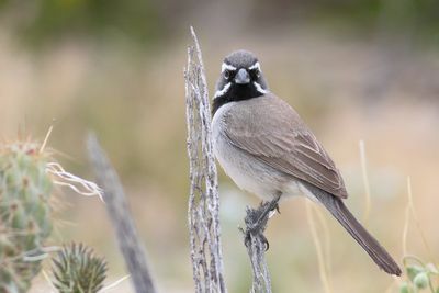 Black-throated Sparrow