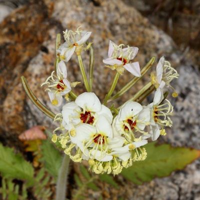 Browneyes * Chylismia claviformis