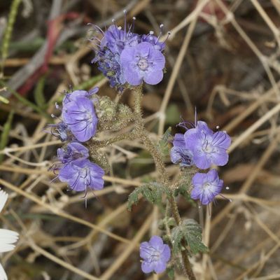 Distant Phacelia * Phacelia distans