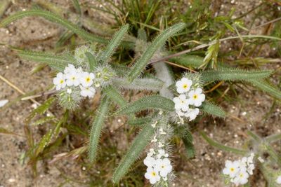 Subfamily Cynoglossoideae * Tribe Cynoglosseae