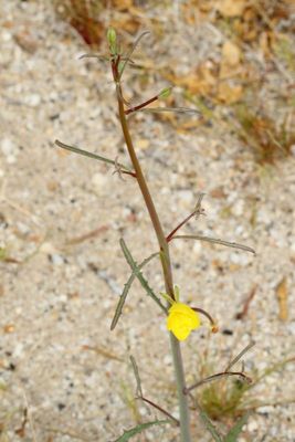 California Primrose * Eulobus californicus